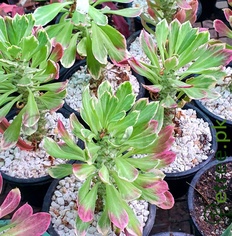 Aeonium arboreum (Atropurpureum)