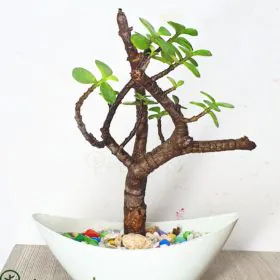 The Jade Sail Image