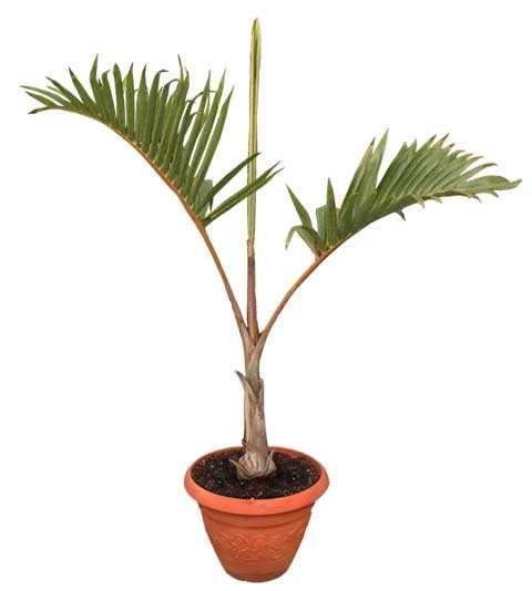 Bottle palm