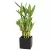 Buy Lucky Bamboo Plant online in Karachi, Lahore, Islamabad and Pakistan -2 Layers