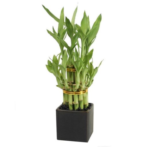 Buy Lucky Bamboo Plant online in Karachi, Lahore, Islamabad and Pakistan -2 Layers
