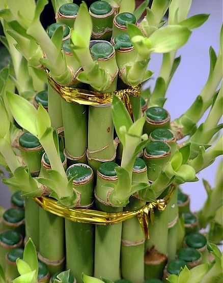 Buy Lucky Bamboo Plant online in Karachi, Lahore, Islamabad and Pakistan - 3 Layers