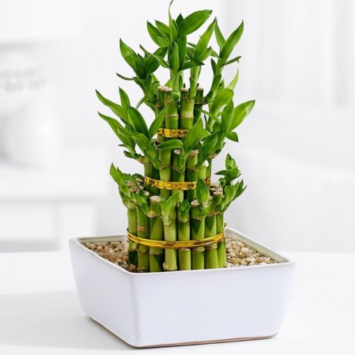 Buy Lucky Bamboo Plant online in Karachi, Lahore, Islamabad and Pakistan - 3 Layers