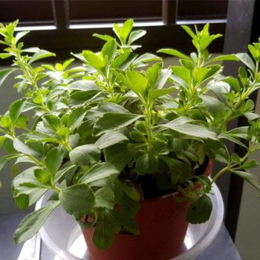 Buy Stevia Plant online in Pakistan, Karachi, Lahore, Islamabad, Multan and more