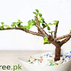 The Jade Tree Image
