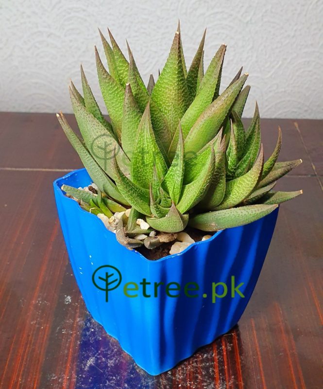 Haworthia limifolia