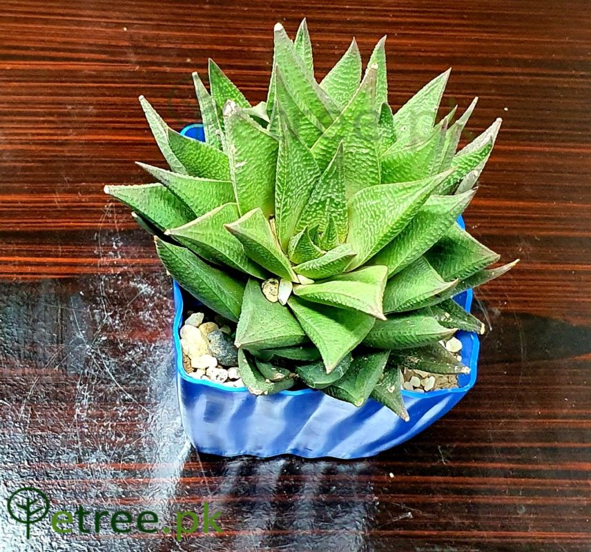 Haworthia limifolia