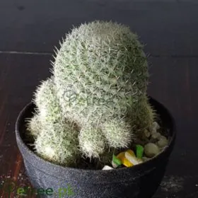 Mammillaria Mammillaria Image