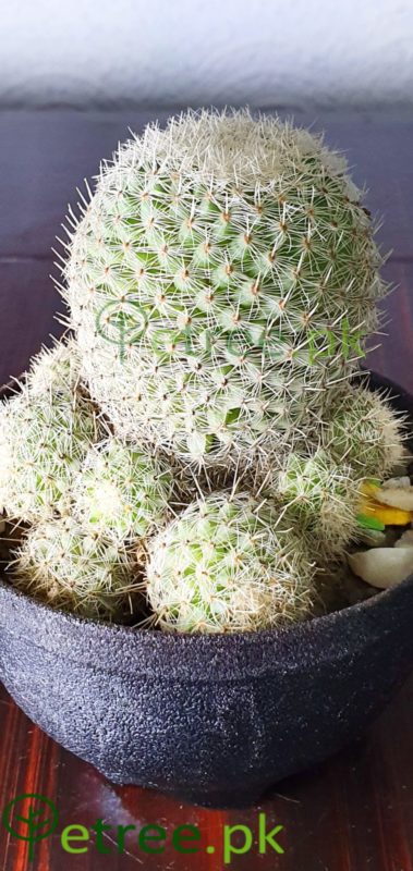 Mammillaria