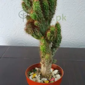 Opuntia cylindrica Opuntia cylindrica Image