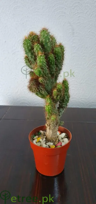 Opuntia cylindrica