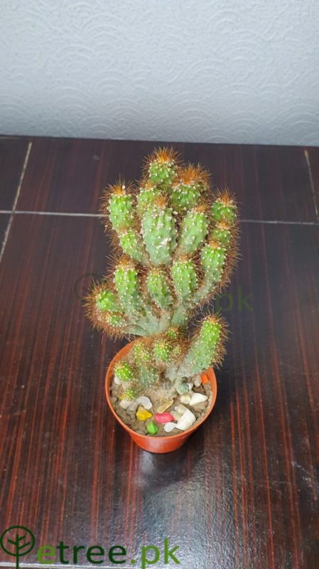 Opuntia cylindrica