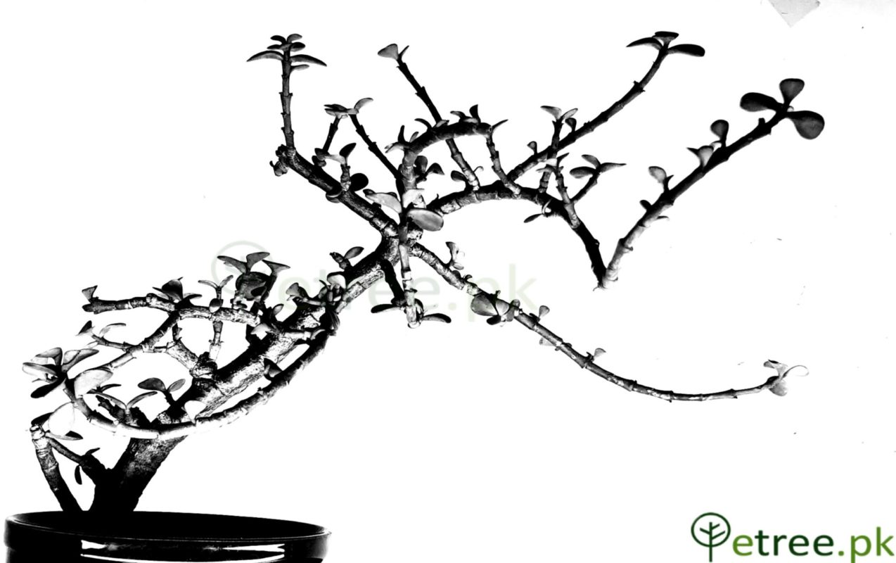 The Black Jade