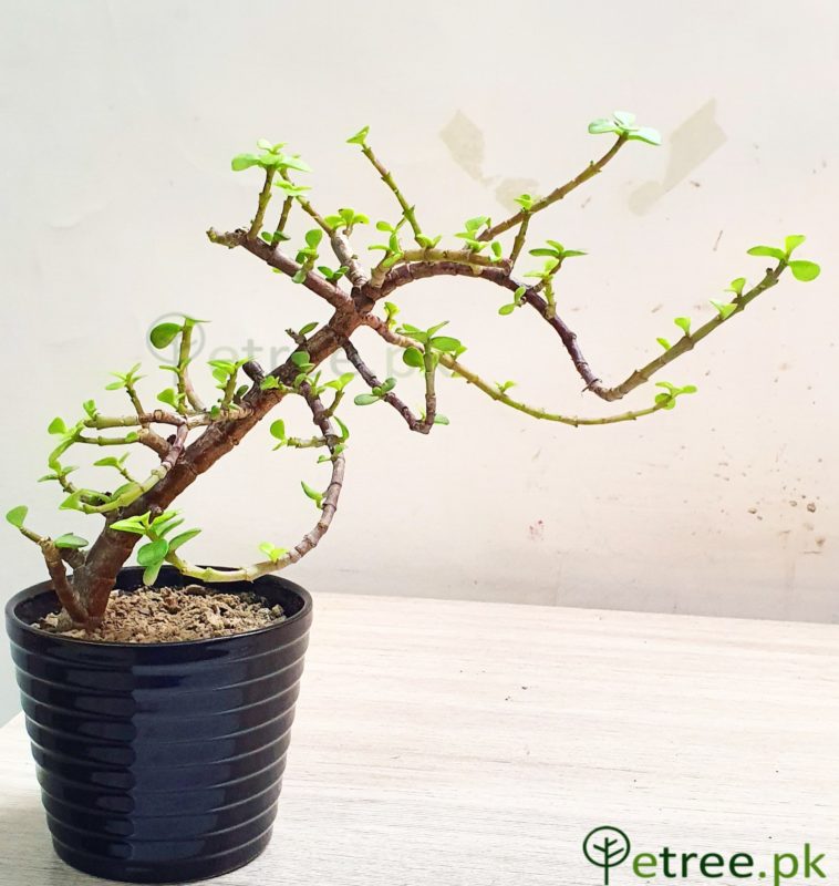The Black Jade