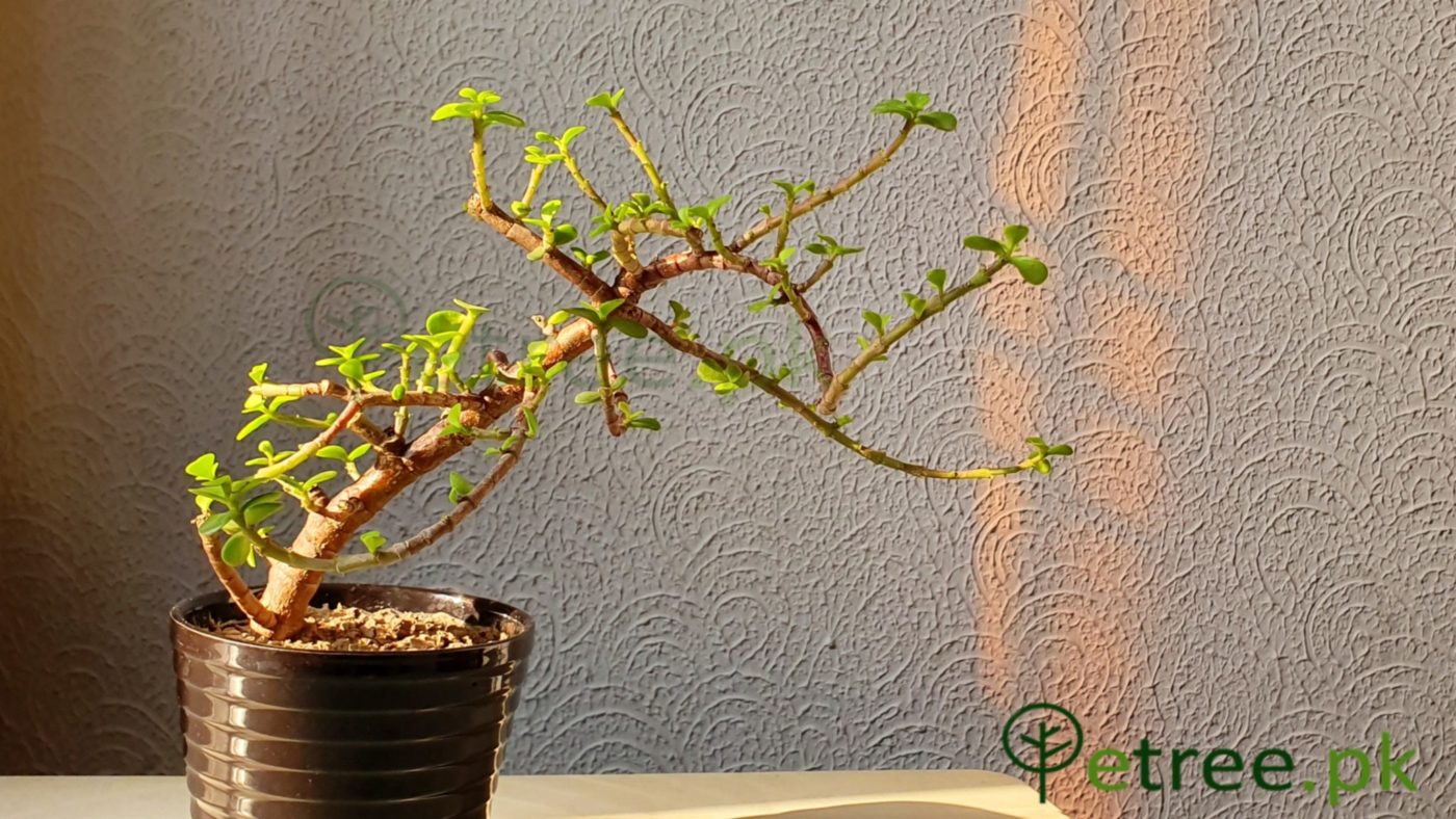 The Black Jade