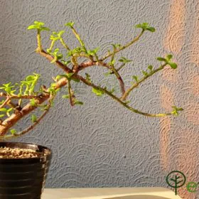 The Black Jade | Bonsai | 5 Years Old Image