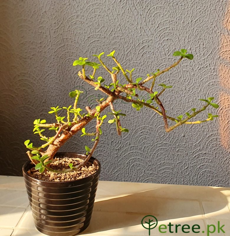 The Black Jade