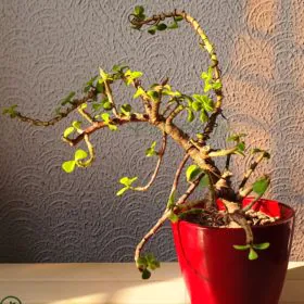 Burgundy Star | Bonsai | 5 Years Old Image