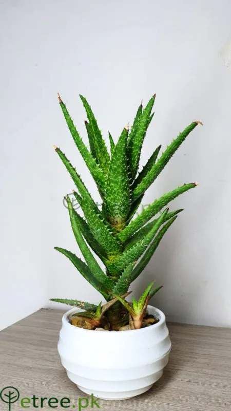 Tiger Aloe