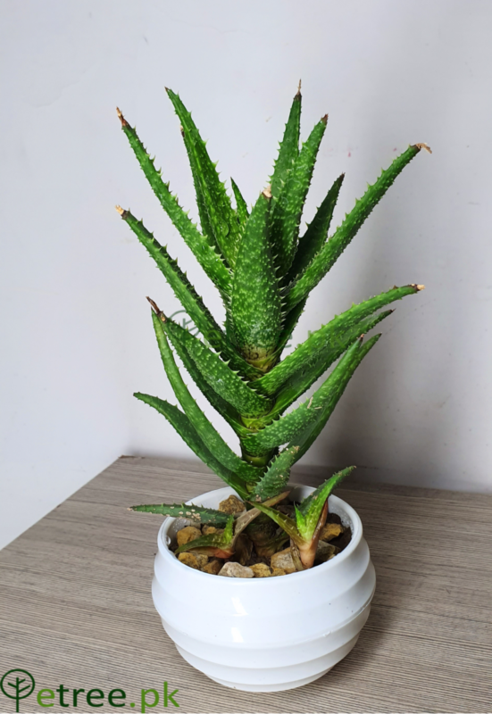 Tiger Aloe