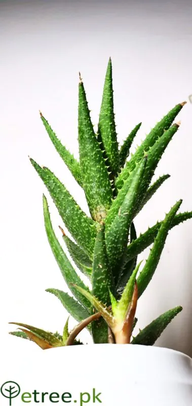 Tiger Aloe
