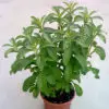 Buy Stevia Plant Online in Pakistan