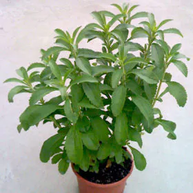 Stevia rebaudiana - High Yield Variety (Imported) Stevia rebaudiana - High Yield Variety (Imported) Image