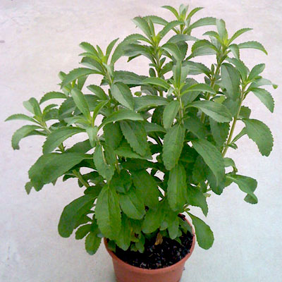 Buy Stevia Plant Online in Pakistan