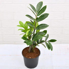 Zamioculcas Zamiifolia, ZZ Plant ( Local Variant ) Zamioculcas Zamiifolia, ZZ Plant ( Local Variant ) Image