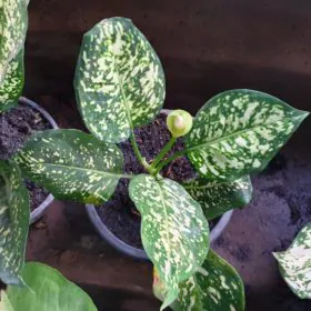 Aglaonema spp. | White and Green | Chinese Evergreen Aglaonema spp. | White and Green | Chinese Evergreen Image