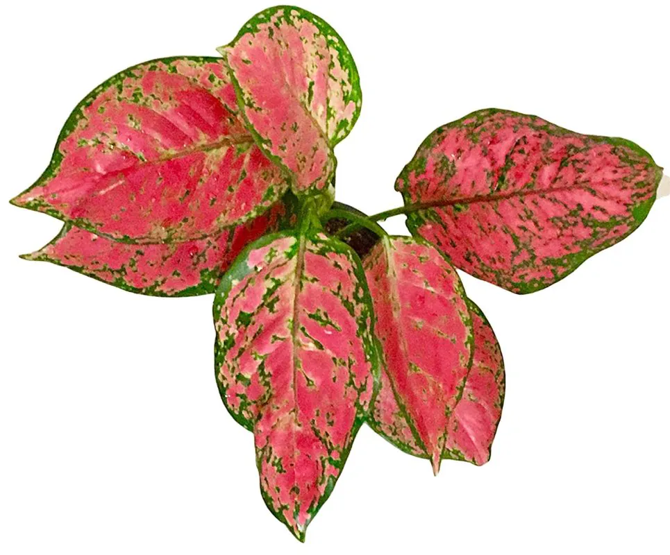 Buy Aglaonema Online in Pakistan, Lahore, Karachi, Islamabad