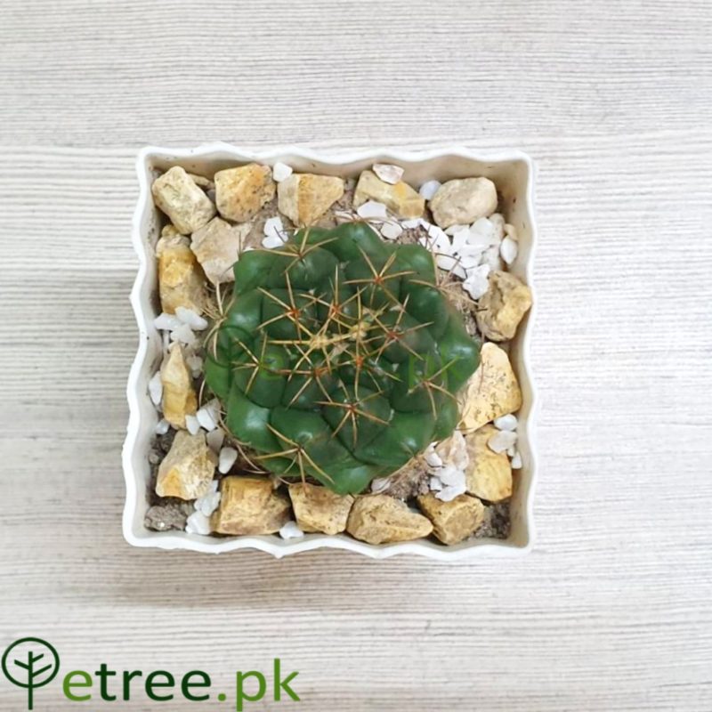 Pack of 2! Gymnocalyciump flanzii