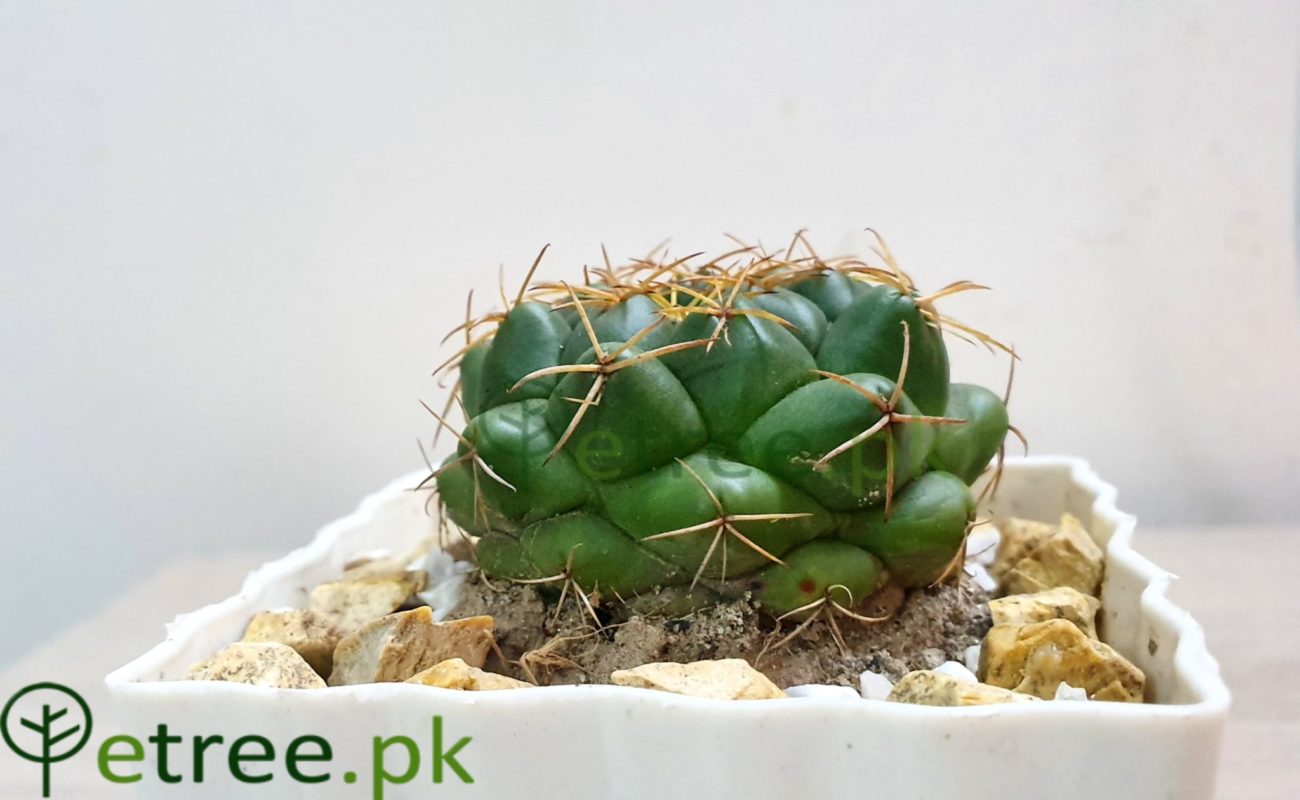 Pack of 2! Gymnocalyciump flanzii
