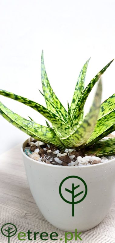 Zebra Aloe
