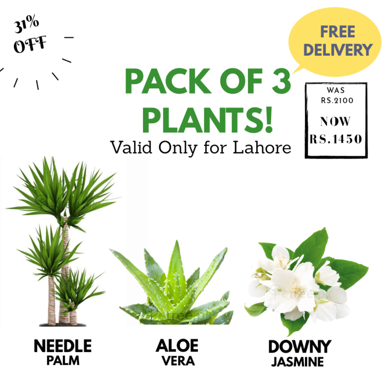 Bundle offer for three plants, Needle Palm, Jasmine and Aloe vera
