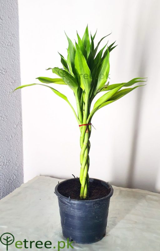 Braided Dracaena