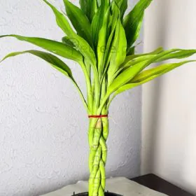 Braided Dracaena ( Imported) | Asparagaceae Image