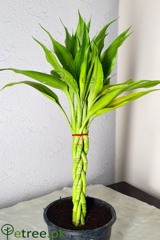 Braided Dracaena