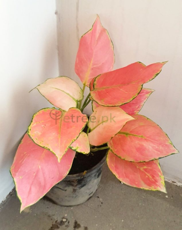 Aglaonema spp.