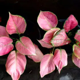 Aglaonema spp. | Pink and Green | Chinese Evergreen Image