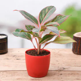Aglaonema siam aurora, Aglaonema lipstick | Chinese Evergreen Image