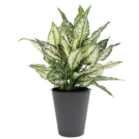 Aglaonema Snow White | Green and White | Chinese Evergreen Aglaonema Snow White | Green and White | Chinese Evergreen Image