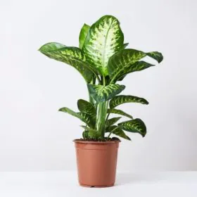 Dieffenbachia seguine | Dumb Cane | Tropic Snow Dieffenbachia seguine | Dumb Cane | Tropic Snow Image