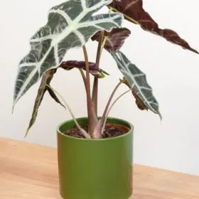 Alocasia Hybrid (Imported) | Elephant Ear Plant Image