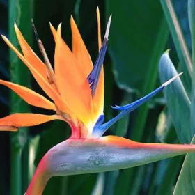 Bird of Paradise - (Imported Early Flowering Plant) Image