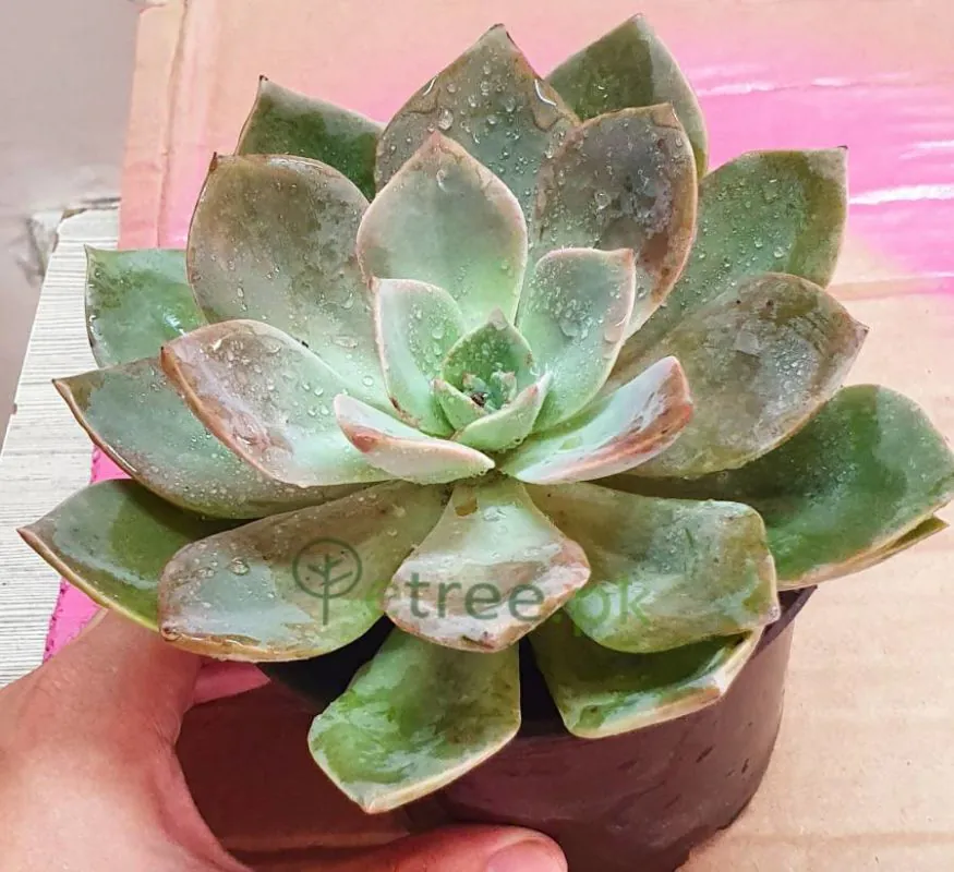 Sempervivum tectorum