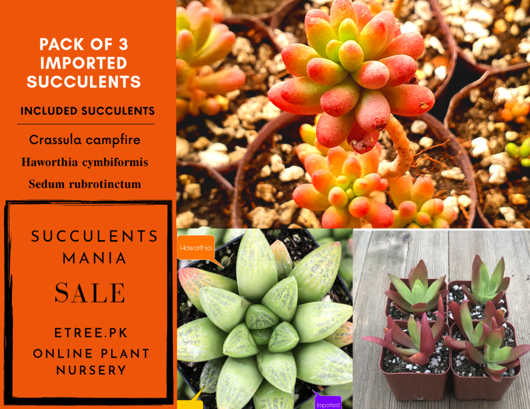 Pack of 3 Succulents