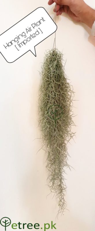Air Plant (Hanging)