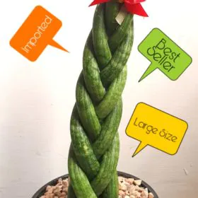 Sansevieria Cylindrica ( Braided ) | African Spear Plant -LARGE SIZE Sansevieria Cylindrica ( Braided ) | African Spear Plant -LARGE SIZE Image