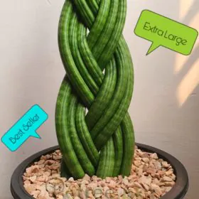 Sansevieria Cylindrica ( Braided ) | African Spear Plant -EXTRA LARGE SIZE Image